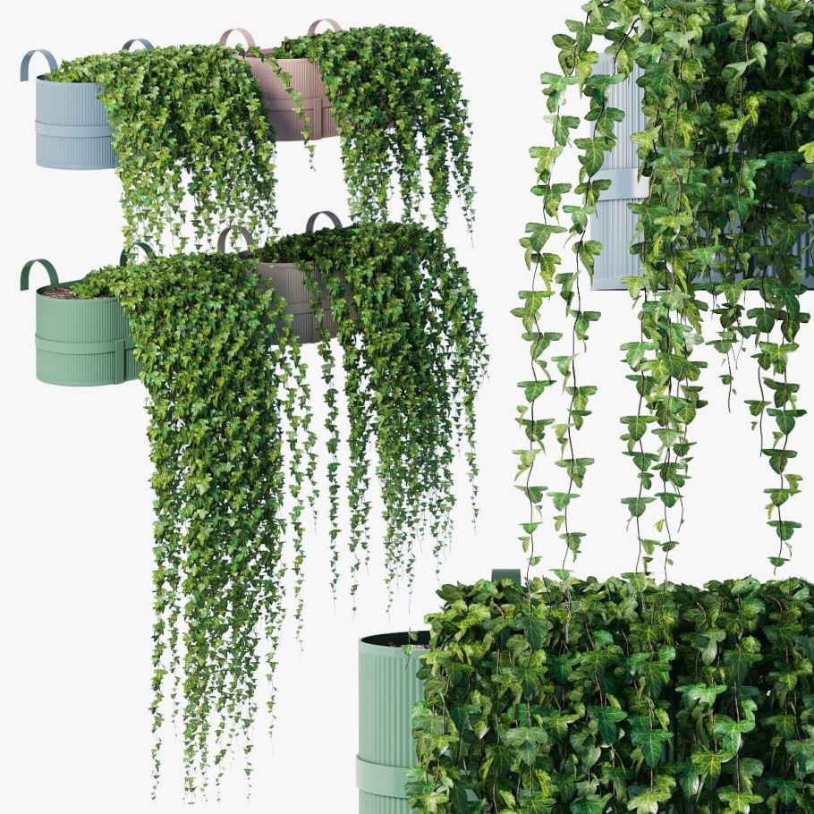 Плющ Хедера рапсодия