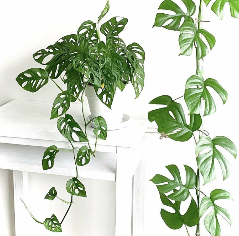 Плющ сциндапсус