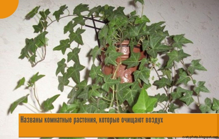 Сциндапсус Вьюн Лиана