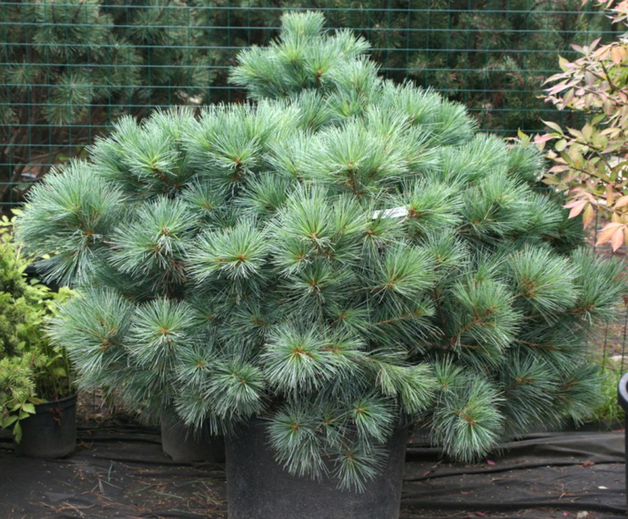 Сосна Веймутова Macopin