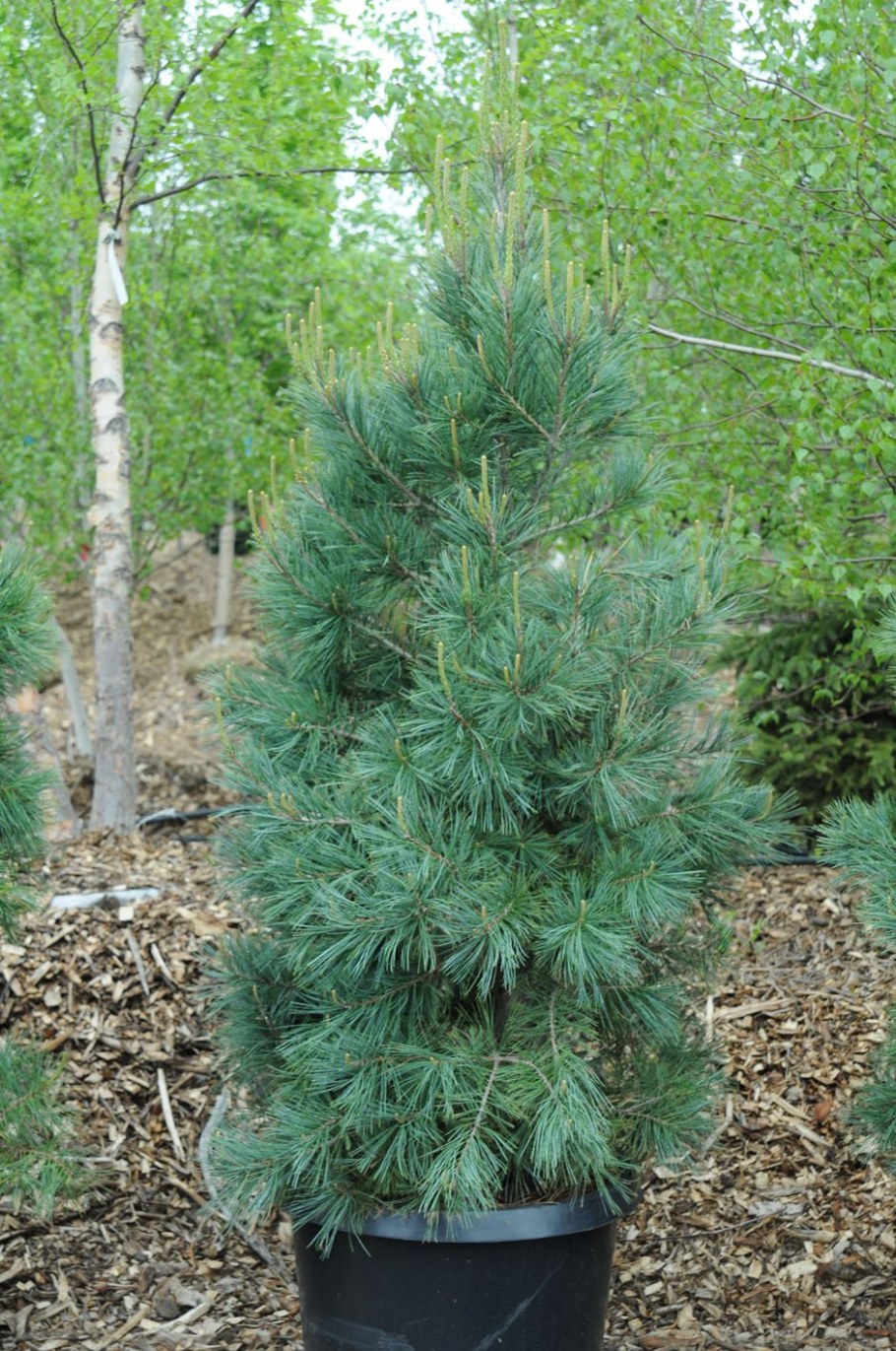 Сосна Веймутова Нана