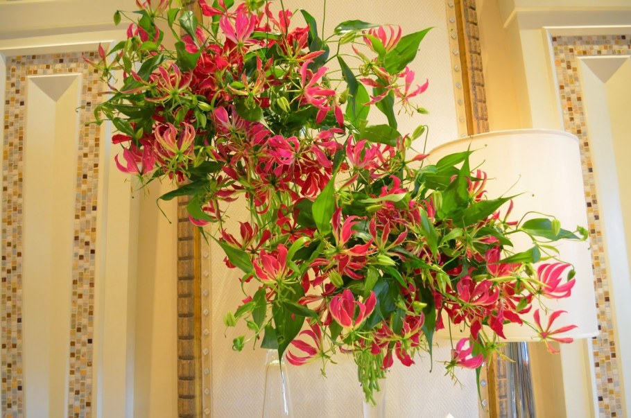 Лиана Глориоза