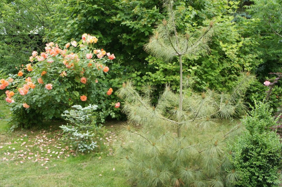 Сосна Веймутова в ландшафтном