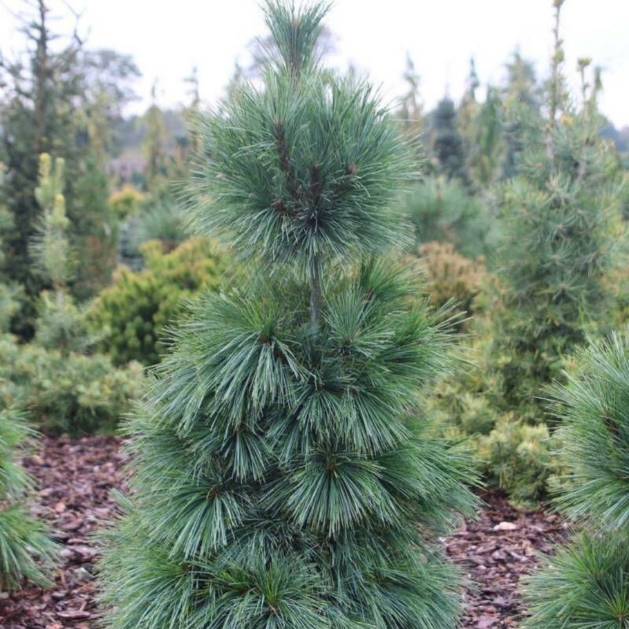 Сосна Шверина Wiethorst Витхорст