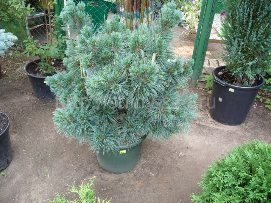 Сосна Горная Веймутова