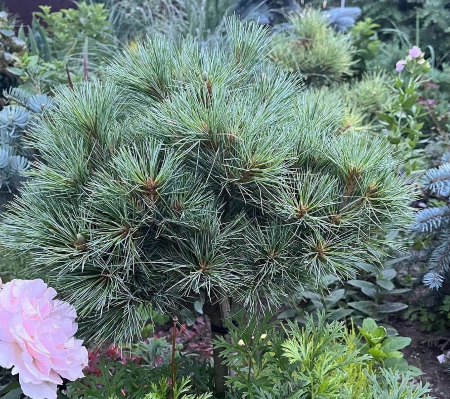 Сосна Веймутова Блю Шег