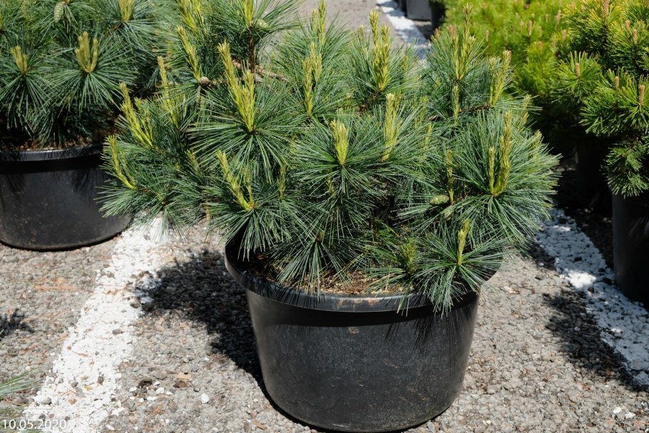 Сосна Веймутова Блю Шег