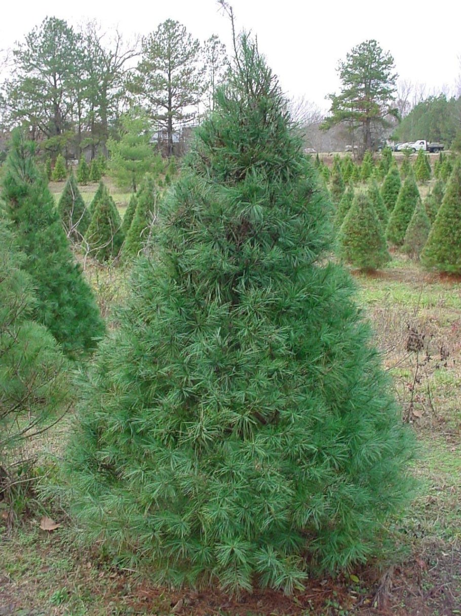 Сосна Веймутова Radiata