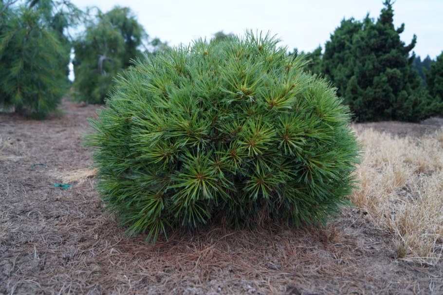 Сосна Веймутова strobus