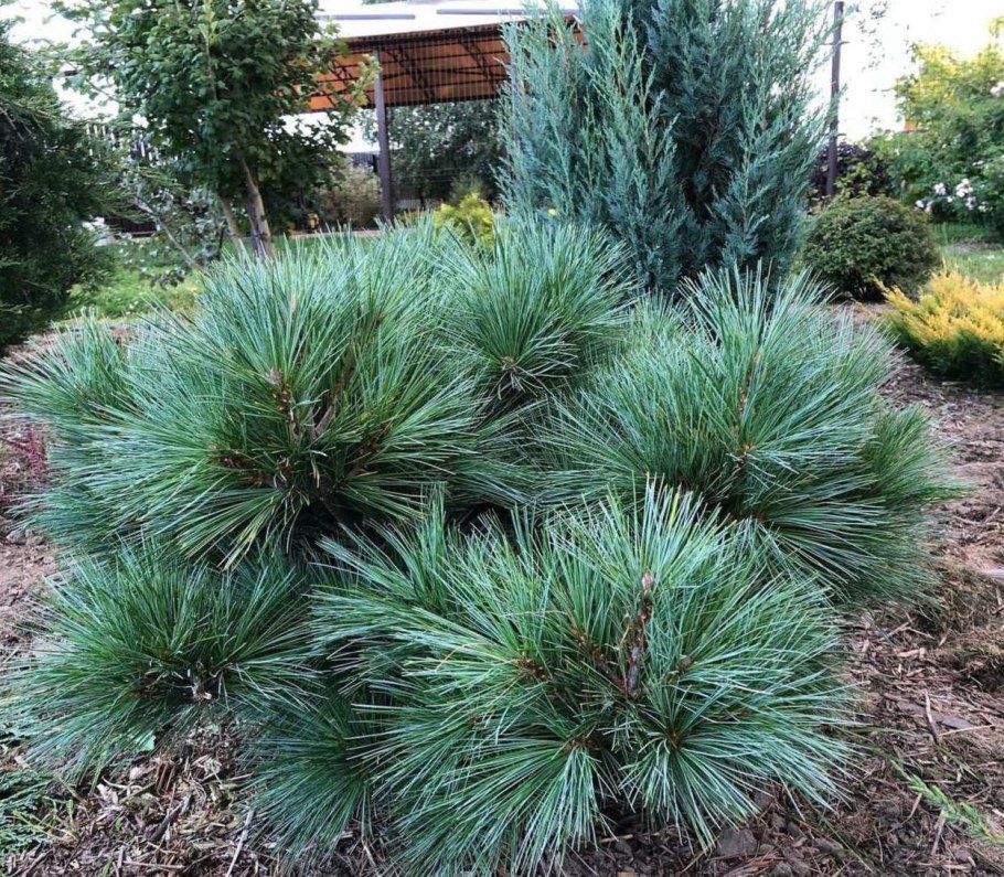 Сосна Веймутова Блю Шег