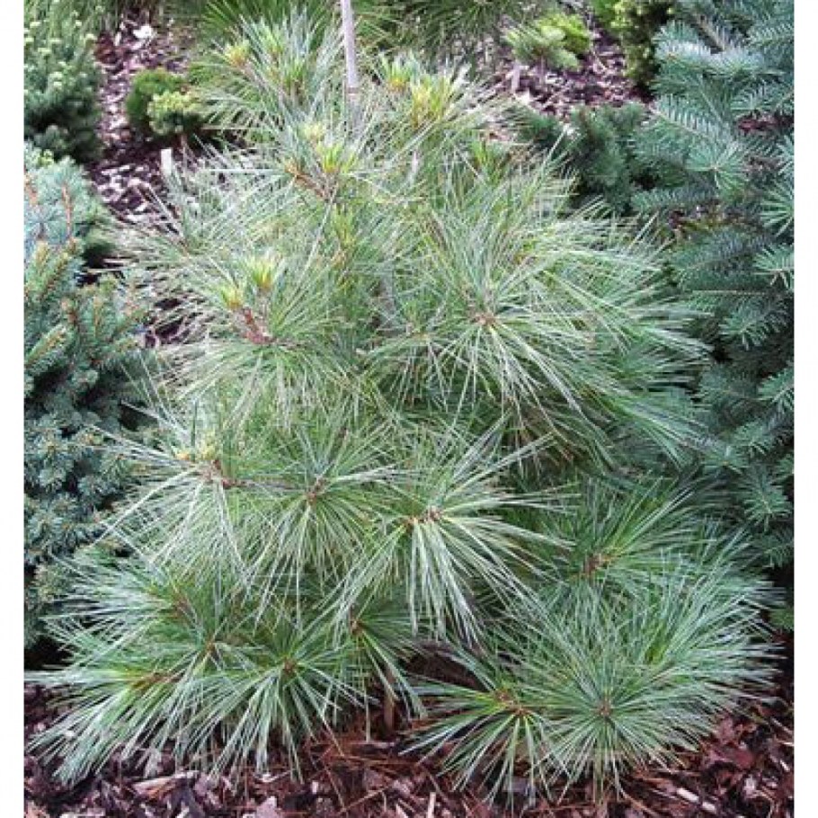 Сосна Веймутова Минима