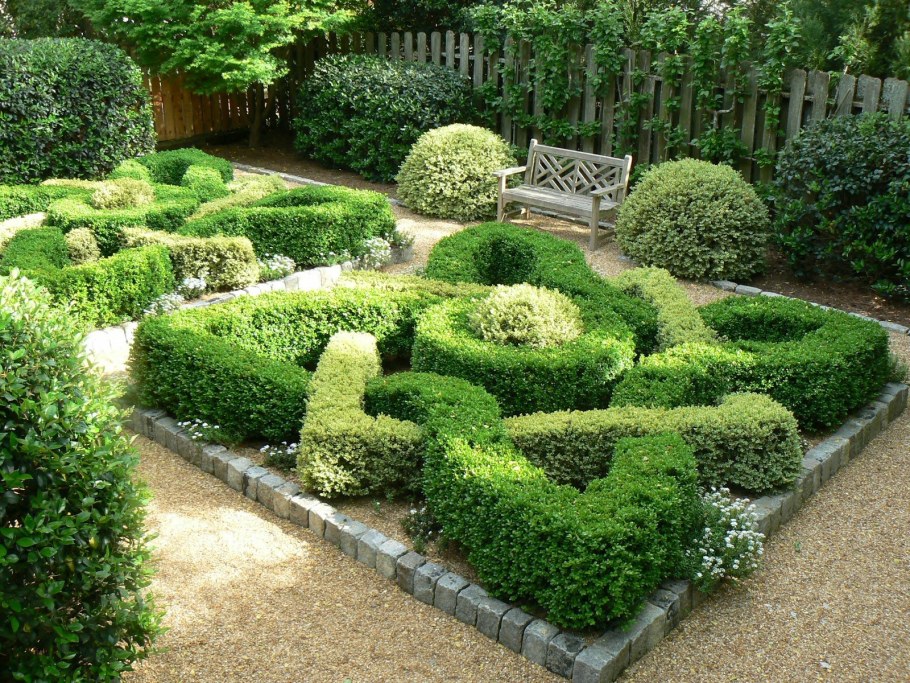 Самшит вечнозеленый Херренхаузен