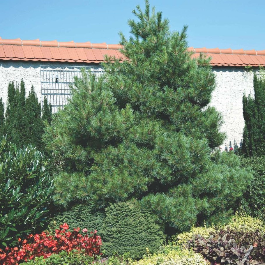 Сосна Веймутова РЕЙНХАУС