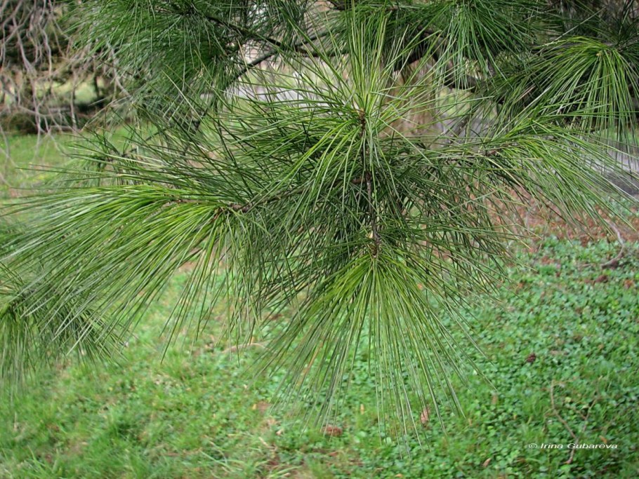 Сосна Веймутова Радиата