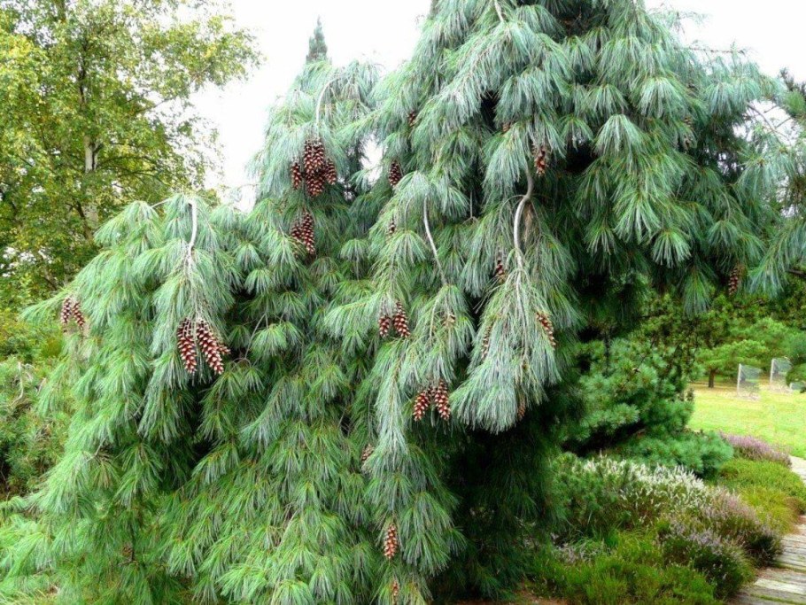 Сосна Веймутова "pendula" (Пендула)