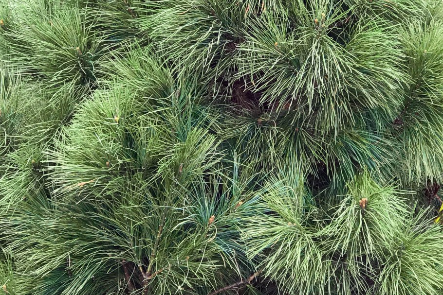 Сосна Веймутова РЕЙНХАУС