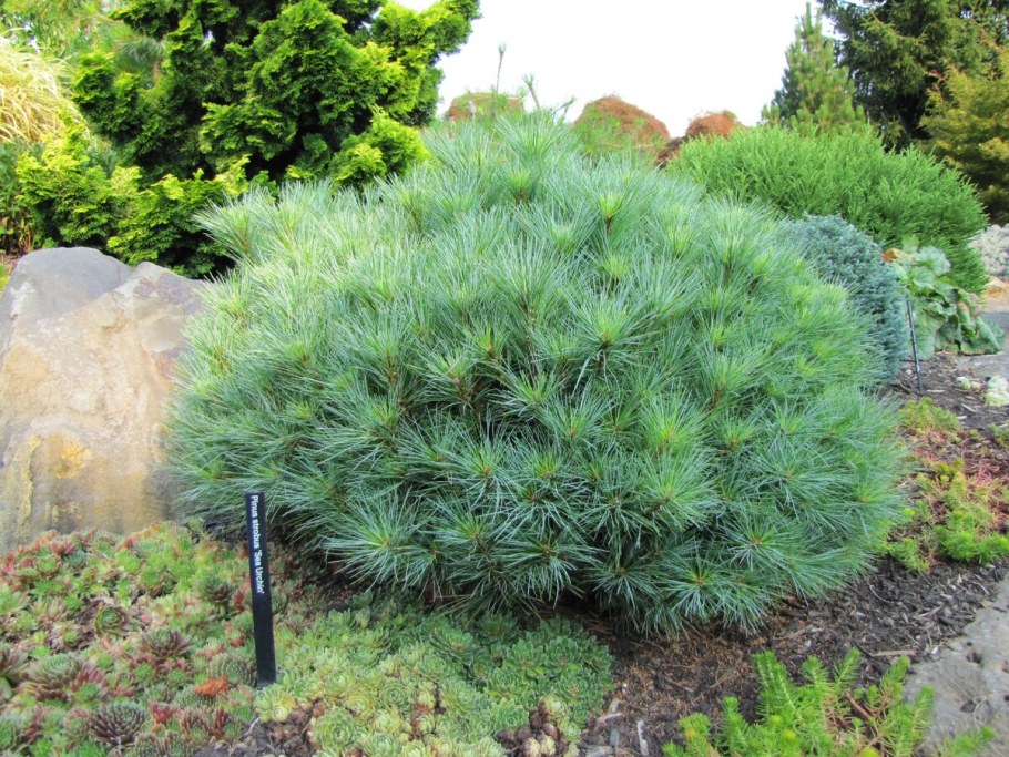 Сосна Веймутова Радиата