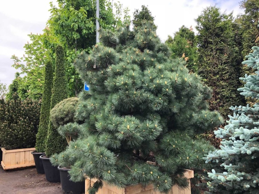 Сосна Горная Веймутова