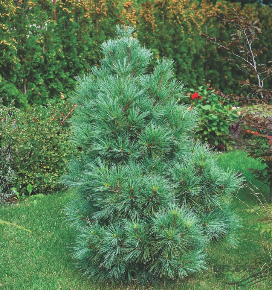 Сосна Веймутова Макопин