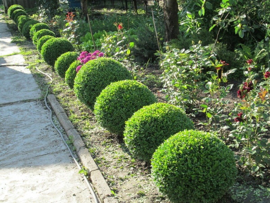 Самшит Буксус бордюрная