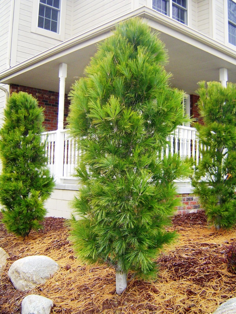 Сосна Веймутова Фастигиата