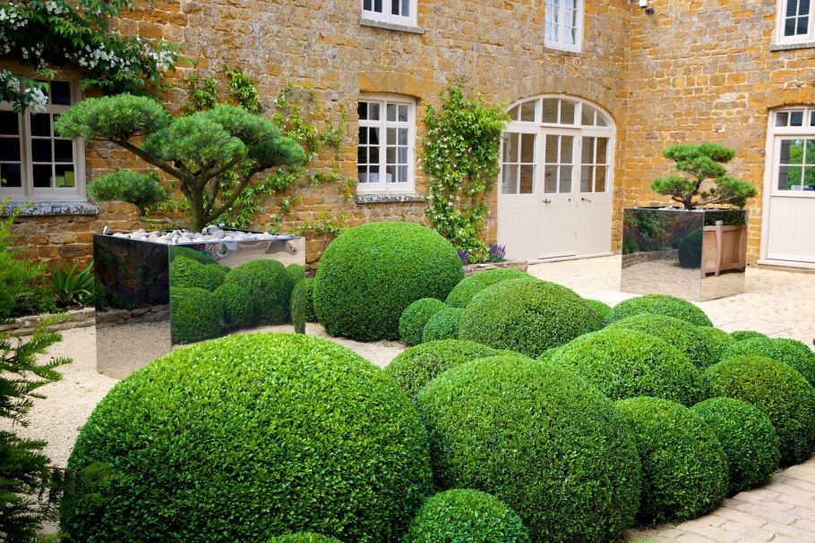 Самшит вечнозеленый Херренхаузен