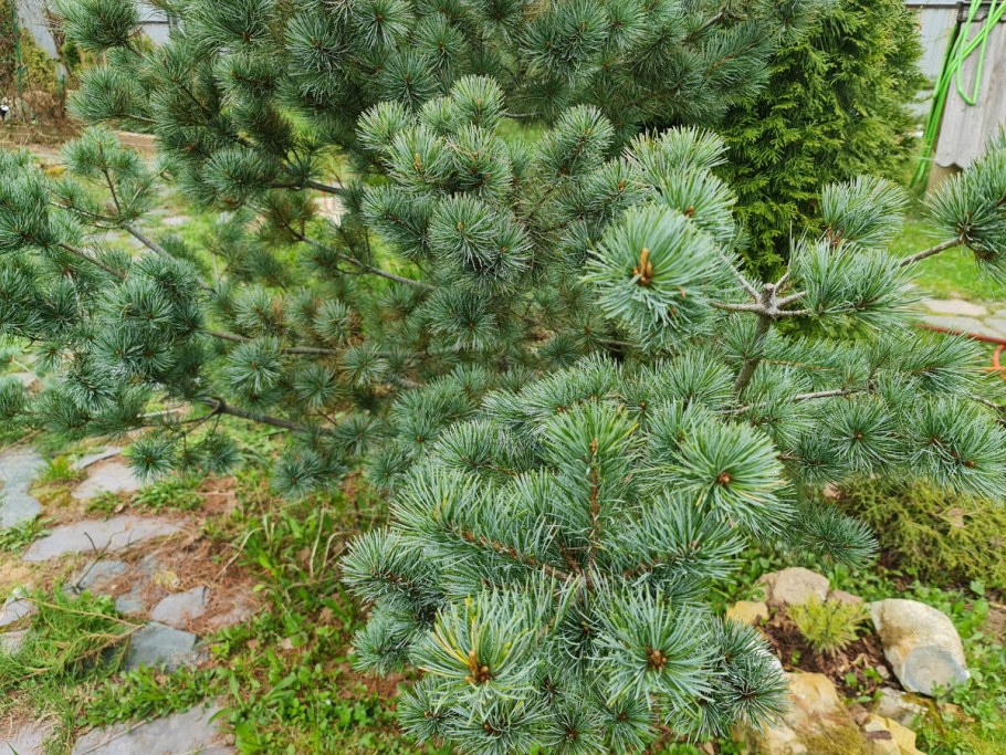 Сосна Негиши фото