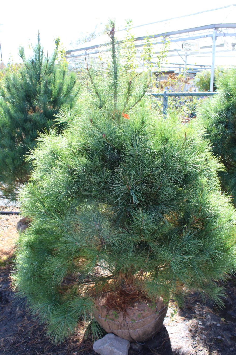 Pinus strobus Diablo
