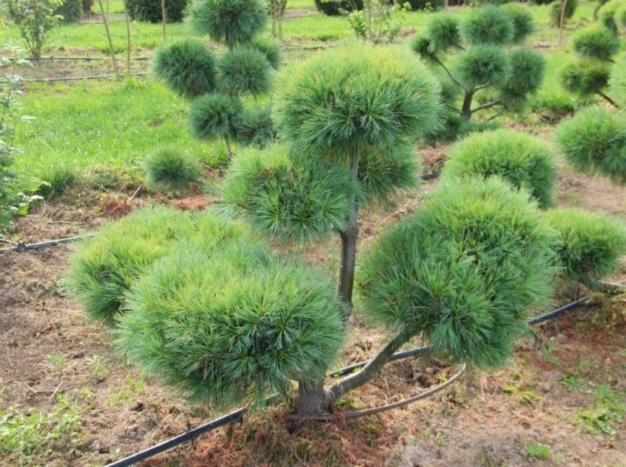 Сосна Горная Мугус ниваки