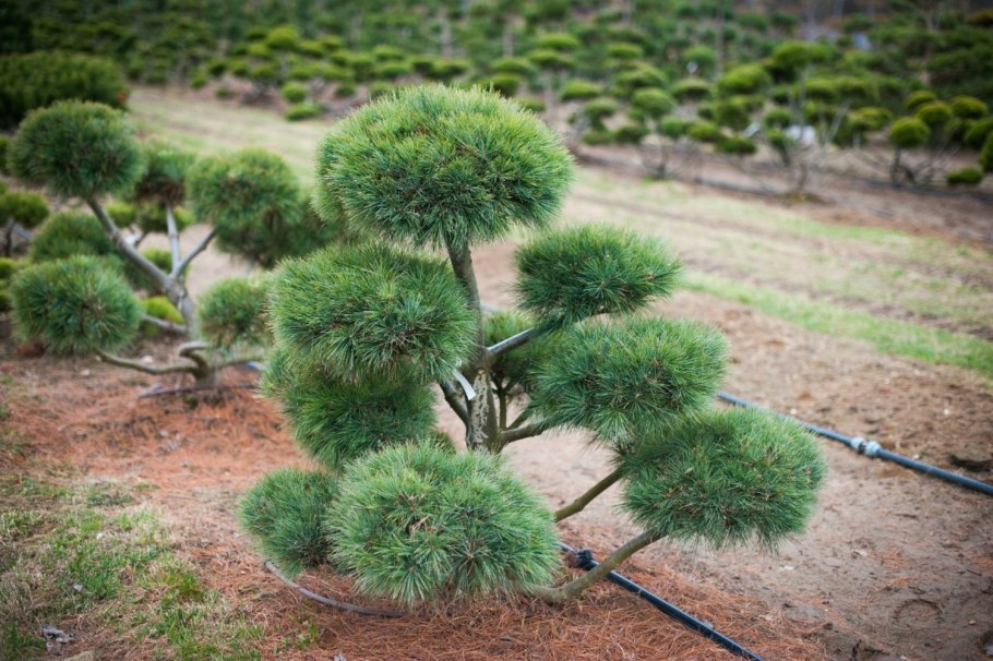 Сосна Ватерери ниваки