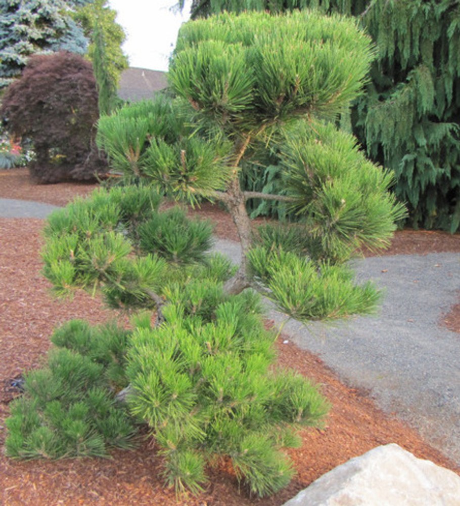 Сосна Веймутова ниваки