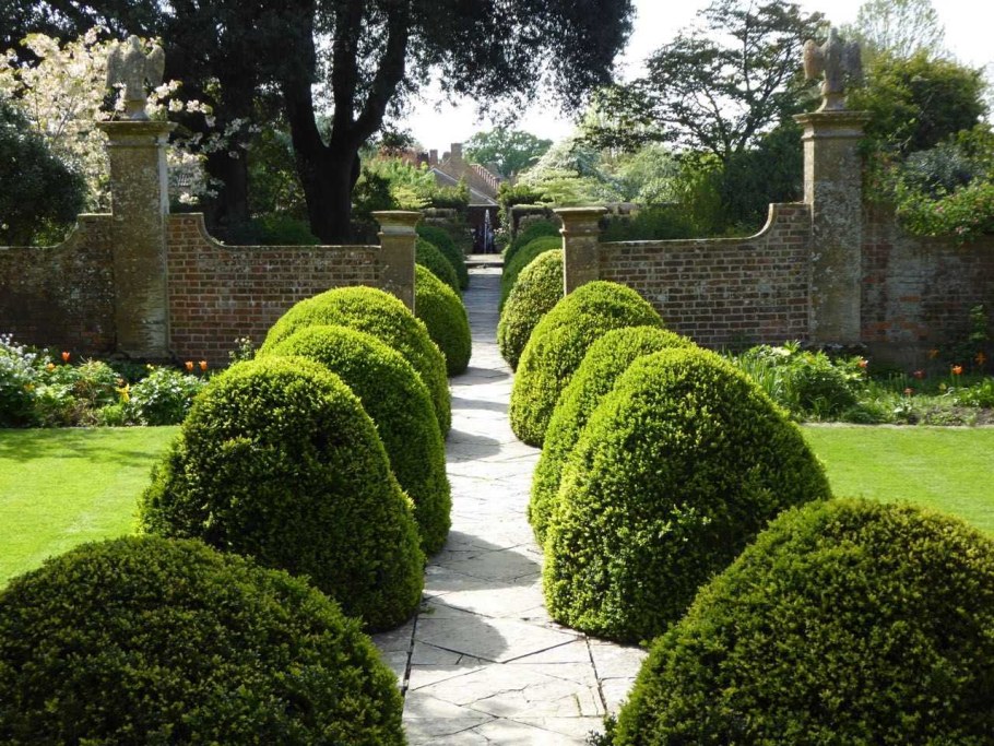 Туя Даника Живая изгородь