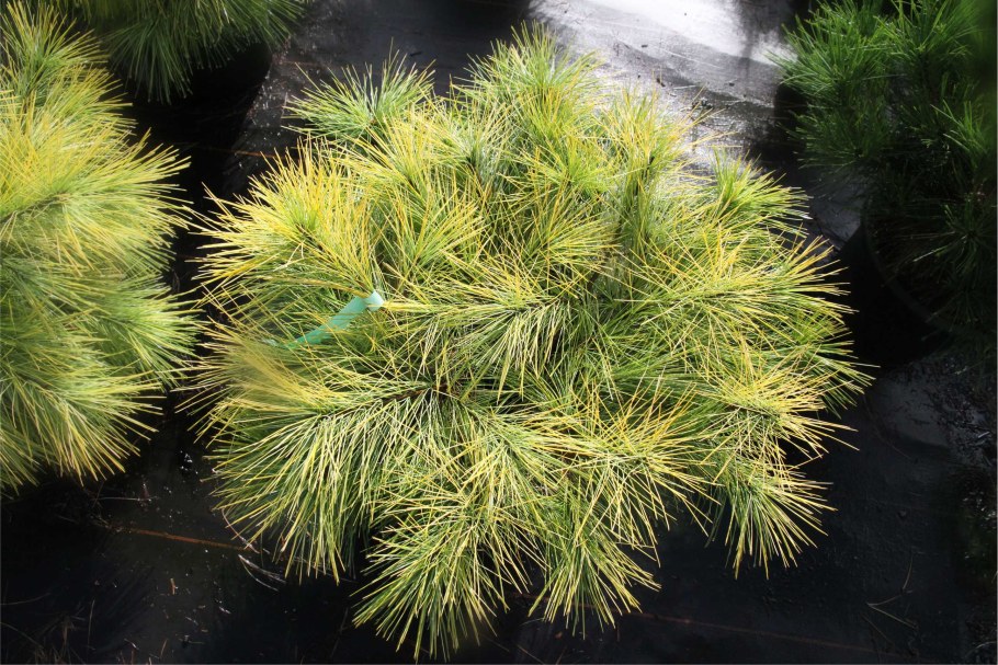 Сосна Веймутова Edel