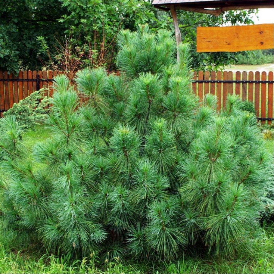 Pinus strobus (сосна Веймутова) 'Radiata'