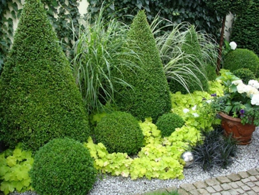 Туя Даника бордюр