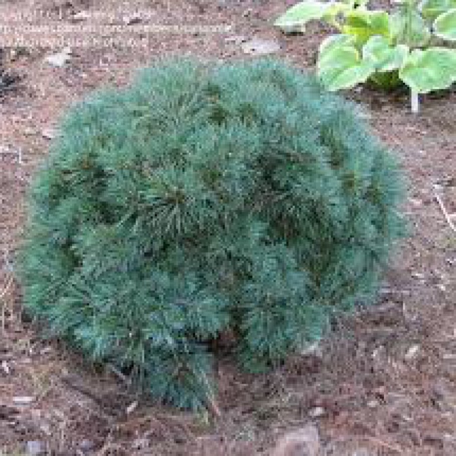 Сосна Веймутова Блю Шег