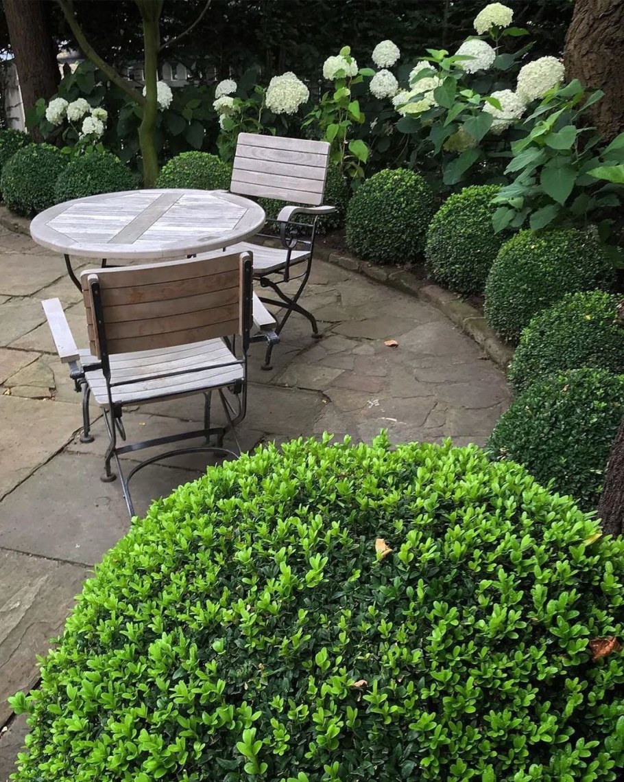 Гортензия патио