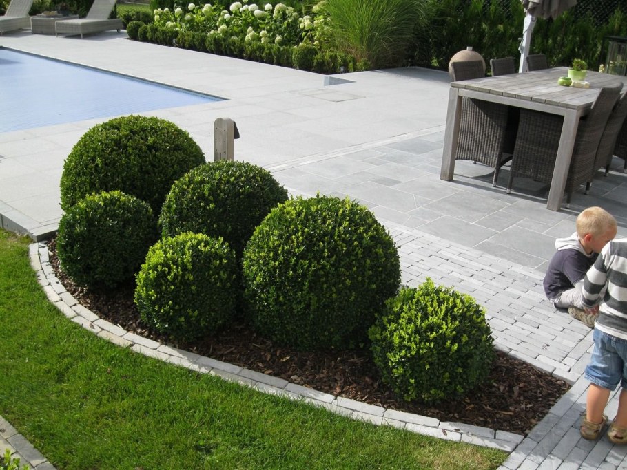 Самшит вечнозеленый бордюрный