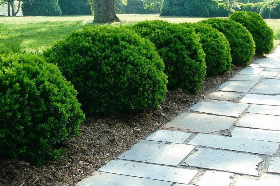 Самшит Живая изгородь