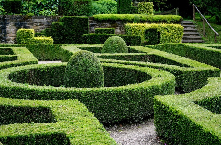 Боскет самшит