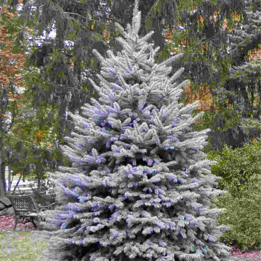 Ель колючая Мисти Блю