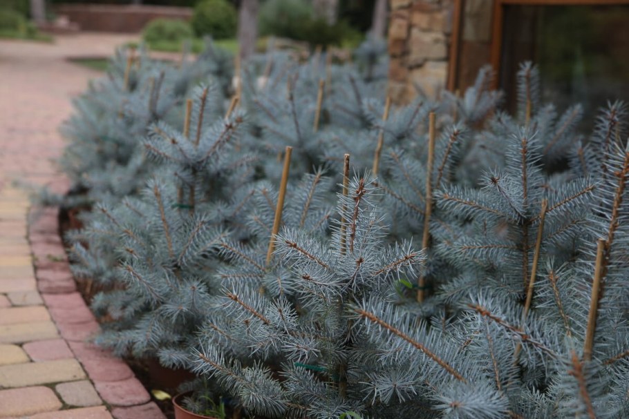 Ель колючая Маджестик Блю