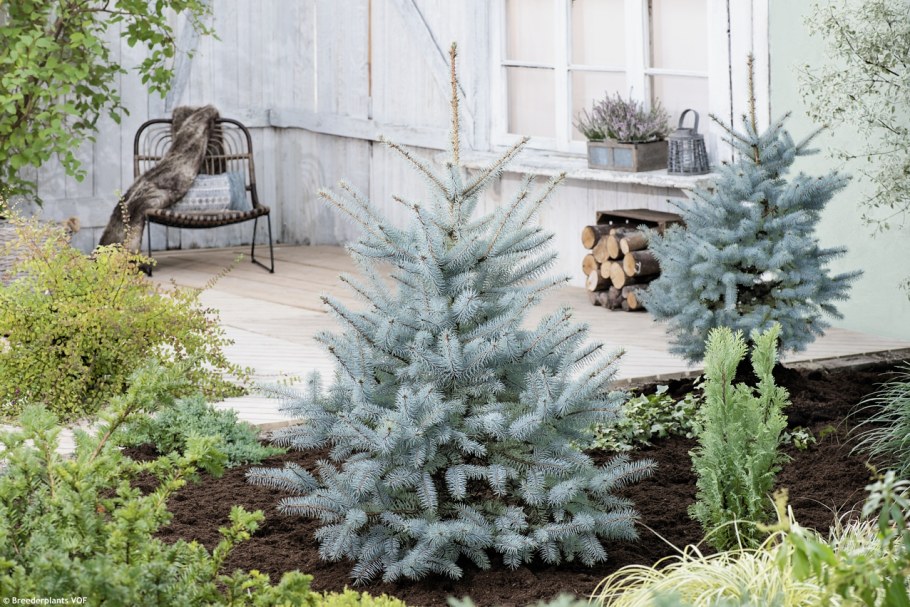 Ель колючая Blue Diamond