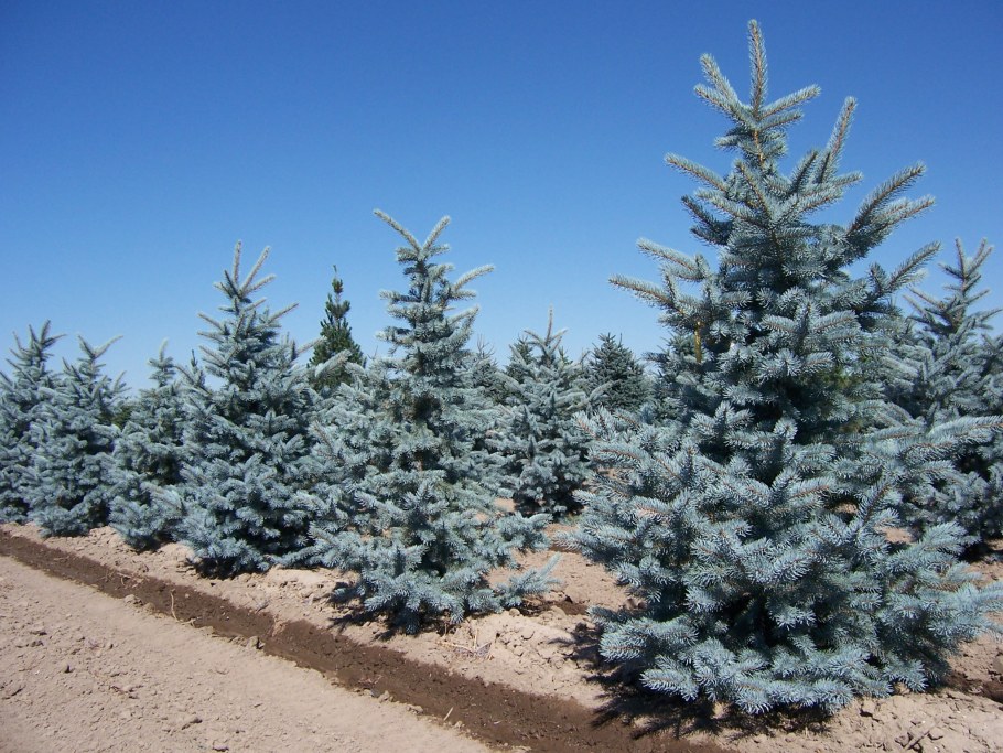 Ель колючая Блю Маунтин