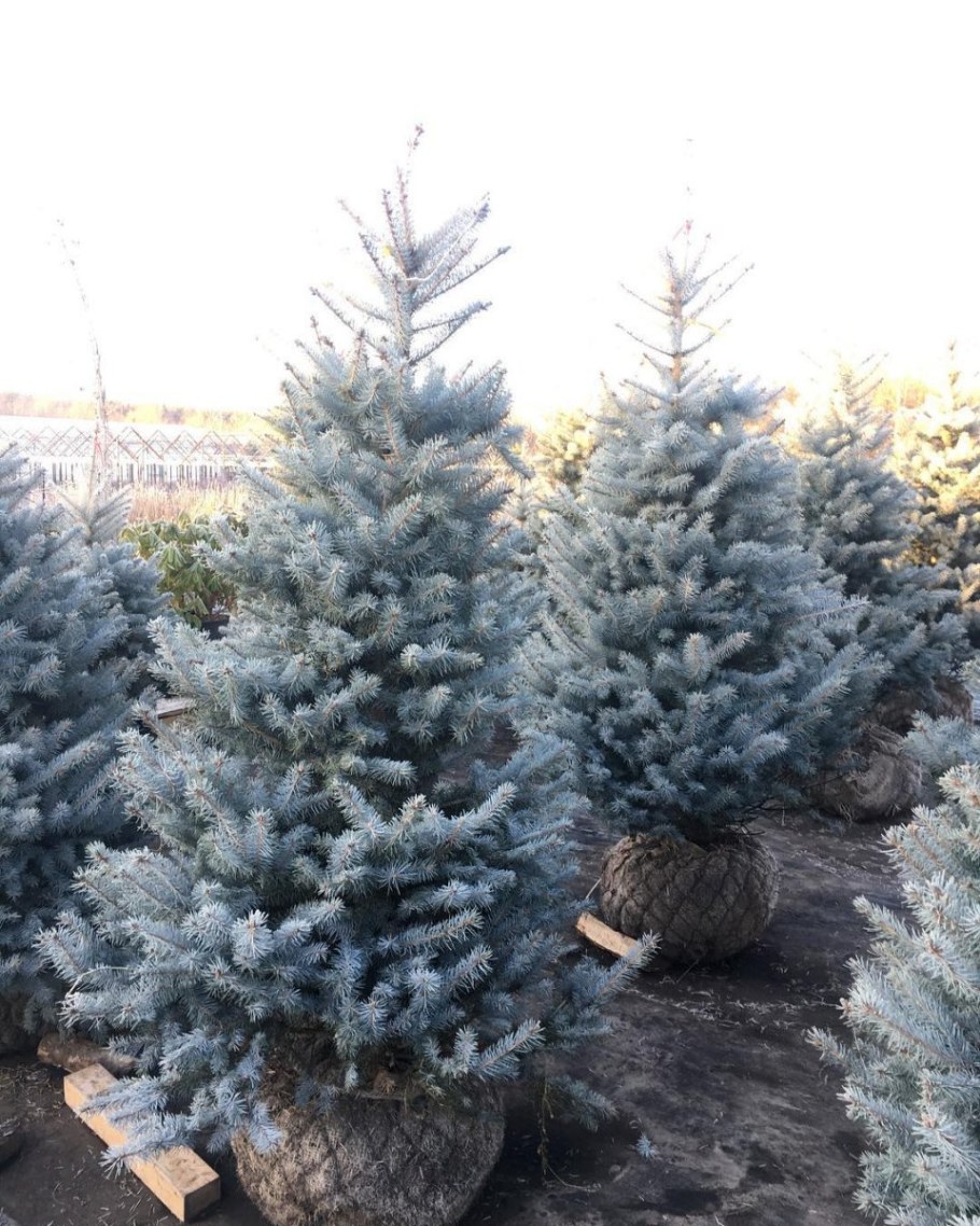 Ель голубая Блю Даймонд