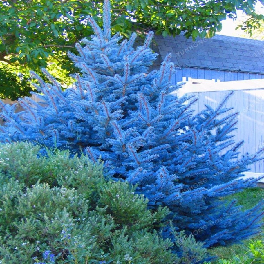 Ель Глаука Маджестик Блю