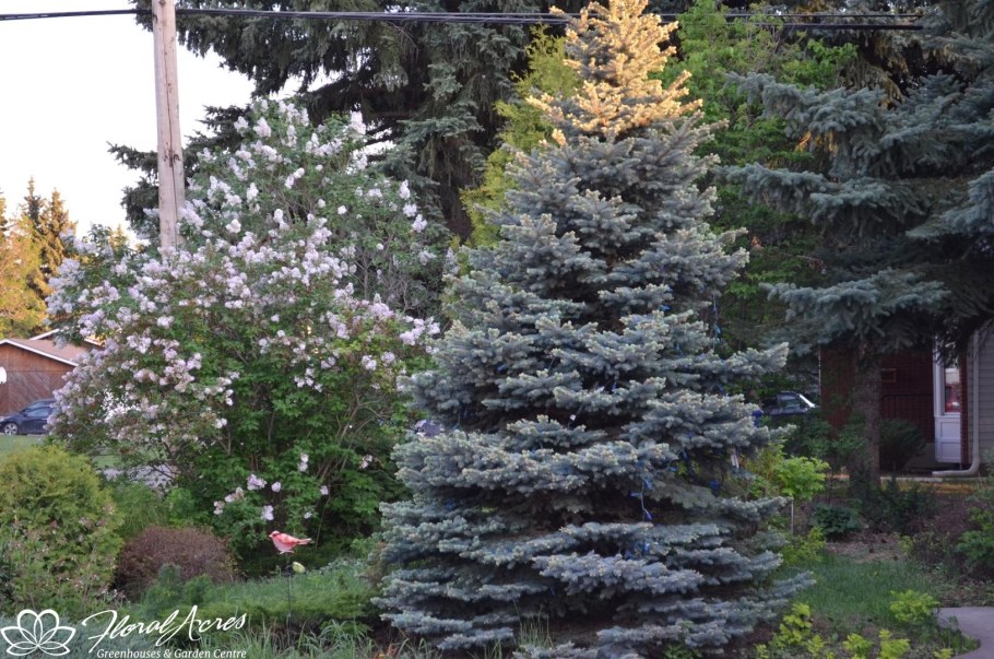 Ель Блю Даймонд