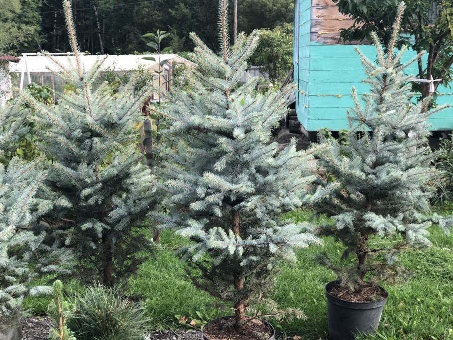 Ель колючая Маджестик Блю