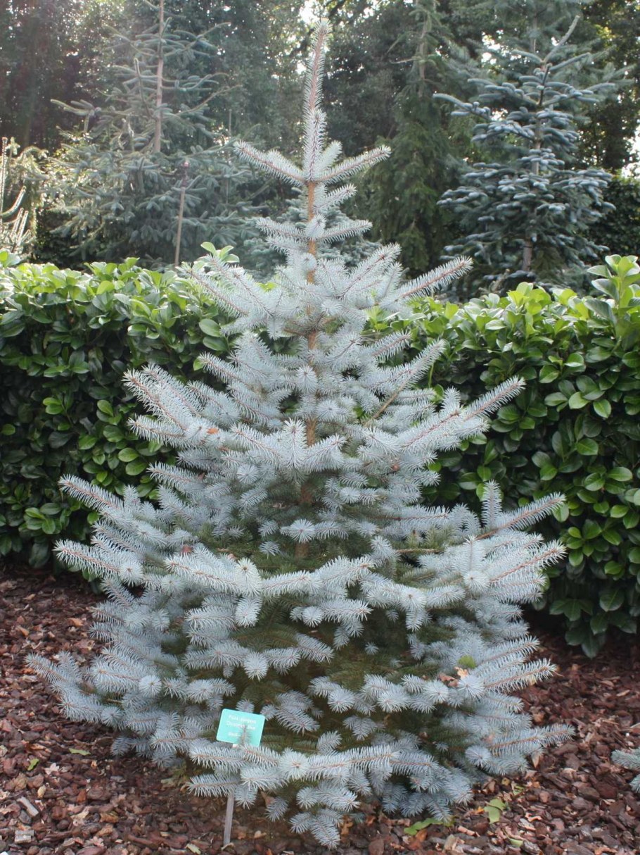 Ель колючая Глаука Маджестик Блю