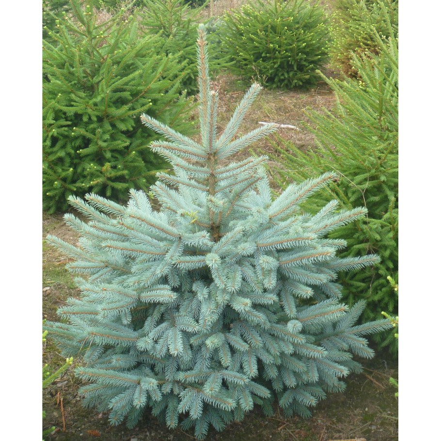 Ель голубая super Blue seedling